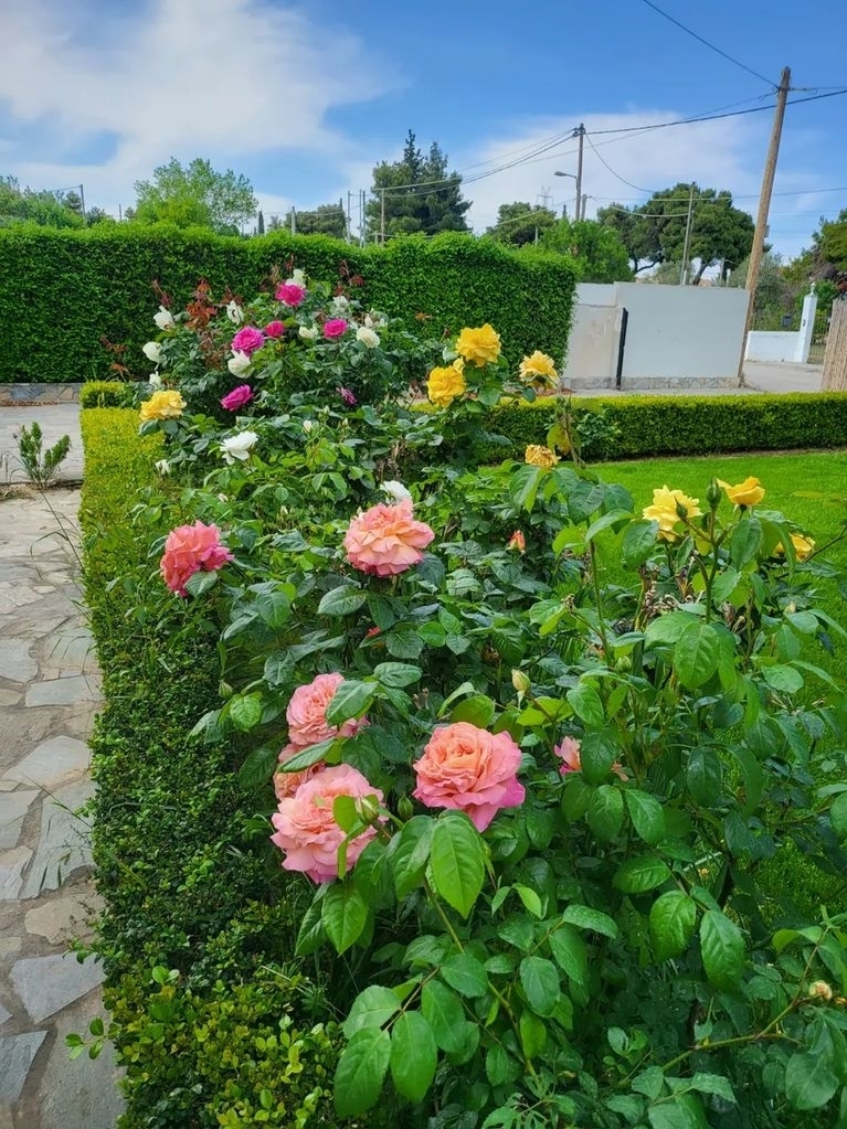 (For Sale) Residential Villa || East Attica/Dionysos - 365 Sq.m, 3 Bedrooms, 1.850.000€ 